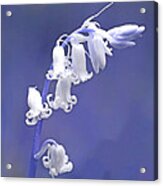 White Bluebell Acrylic Print