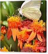 White Butterfly On Mexican Flame Acrylic Print
