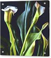 White Calla Lily Bouquet Acrylic Print