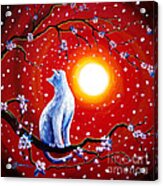 White Cat In Bright Sunset Acrylic Print