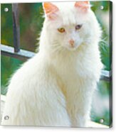 White Cat Acrylic Print