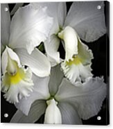 White Cattleya Orchids Acrylic Print
