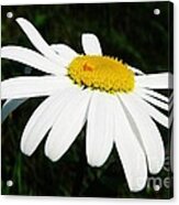 White Chrysanthemum Acrylic Print