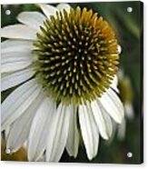 White Coneflower Acrylic Print