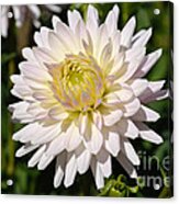White Dahlia Flower Acrylic Print