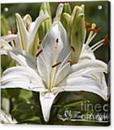 White Day Lily 20120615_36a Acrylic Print
