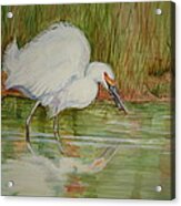 White Egret Wading Acrylic Print