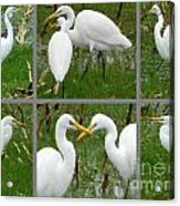 White Egrets Acrylic Print