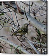 White-eyed Vireo Acrylic Print