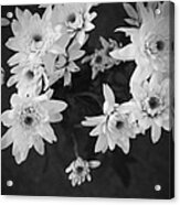White Flowers- Black And White Photography Acrylic Print