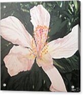 White Hibiscus In Acrylic Acrylic Print