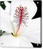 White Hibiscus Acrylic Print