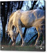 White Horse In The Early Evening Mist Acrylic Print