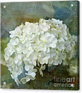 White Hydrangea Art Acrylic Print
