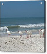 White Ibis In Naples Florida Acrylic Print