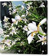 White Iris Flowers Acrylic Print