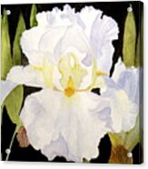 White Iris In The Garden Acrylic Print