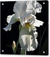 White Iris In The Morning Acrylic Print