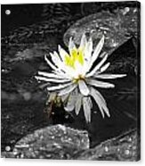 White Lilly Acrylic Print