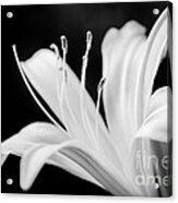 White Lily Flower Acrylic Print