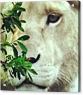 White Lion #beautiful #lion Acrylic Print