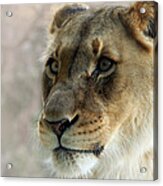 White Lioness Acrylic Print