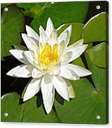 White Lotus 1 Acrylic Print