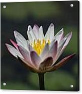 White Lotus Acrylic Print