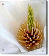 White Magnolia - Stamen Acrylic Print