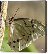 White Morpho Butterfly Acrylic Print