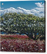 White Oak In Chilmark Acrylic Print