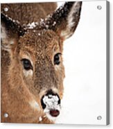 White On The Nose Acrylic Print