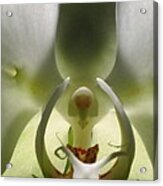 White Orchid Macro Acrylic Print