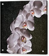 White Orchid Still Life Acrylic Print