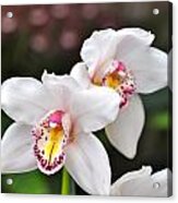 White Orchid Acrylic Print