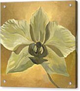 White Orchid With Ochre Acrylic Print