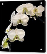 White Orchids Acrylic Print