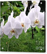 White Orchids Acrylic Print