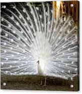 White Peacock Acrylic Print