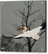 White Pelican Flight Acrylic Print