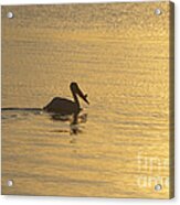 White Pelican On Golden Lake Acrylic Print
