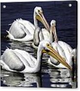 White Pelicans Fishing Acrylic Print