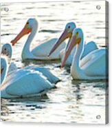 White Pelicans, Pelecanus Acrylic Print
