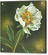 White Peony Acrylic Print