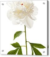 White Peony Flower On White Acrylic Print