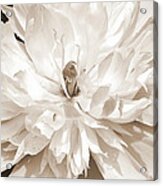 White Peony I Sepia Acrylic Print