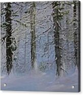 White Pines Acrylic Print