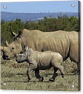 White Rhinoceros And Calf Kenya Acrylic Print