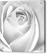 White Rose In Black And White Acrylic Print