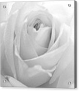 White Rose Acrylic Print